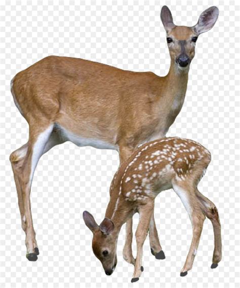 White Tailed Deer Drawing Clip Art Doe Head Cliparts Png Download
