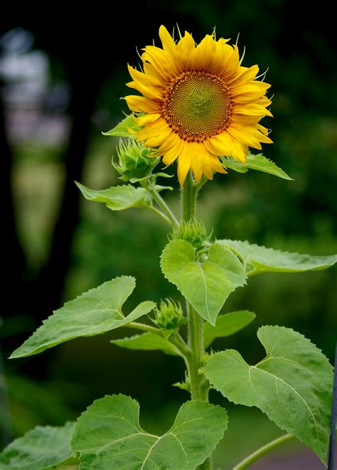 The flowers are smaller than those of many annual varieties, and the plants are known for their sweetly flavored white tubers. Basic Information For Those Who Wish To Grow Sunflowers In ...