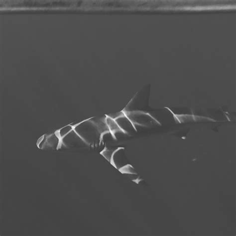 Shark Cage Diving On Tumblr
