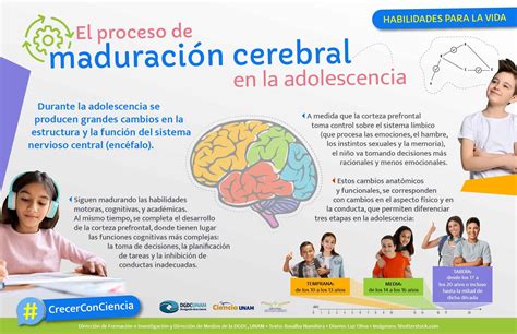 Crecer Con Ciencia El Cerebro Adolescente Ciencia UNAM