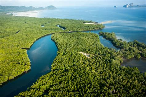Florida is home to three types of native mangrove species: Joining Forces Environmentalists Work to Save Mangrove ...