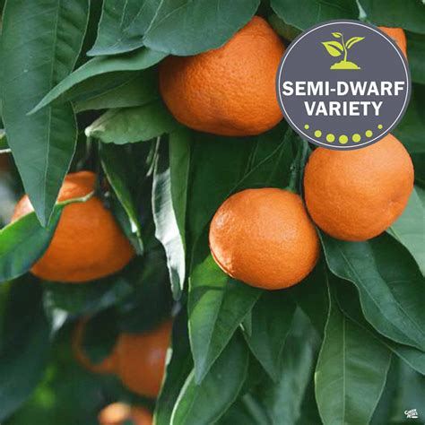 Mandarin Owari Satsuma Semi Dwarf — Green Acres Nursery And Supply