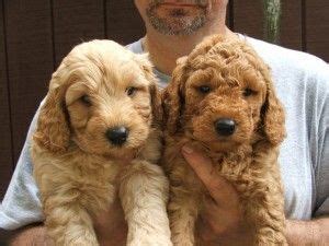 The annual cost or upkeep is often overlooked when determining a mini dachshunds true ownership cost. mini f1b goldendoodle | Doodle puppy, Goldendoodle ...