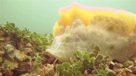 Ocellated Frogfish Eating Youtube