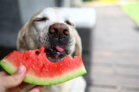 Can Dogs Eat Watermelon Petsradar