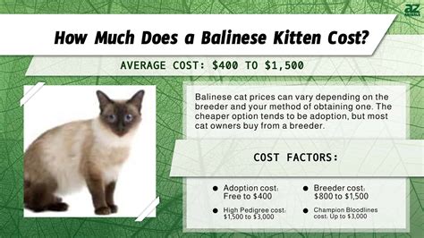 Balinese Cat Prices In 2024 Purchase Cost Vet Bills And Other Costs
