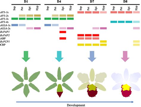 The Mechanism Of Colour Differentiation In The Sepals Petals And Lip