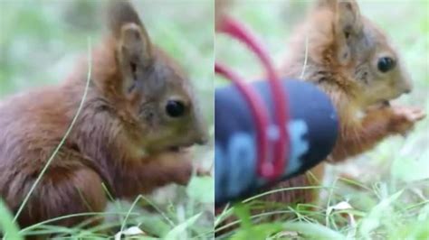 Ever Wondered What Baby Squirrel Sounds Like Viral Video Will Leave