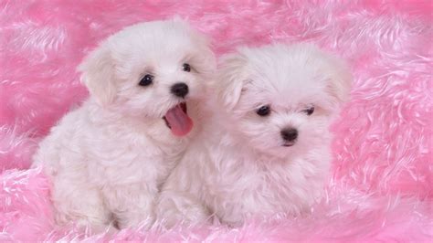 Free Download And Wallpapers Cute Puppies Wallpapers Very Cute Puppies