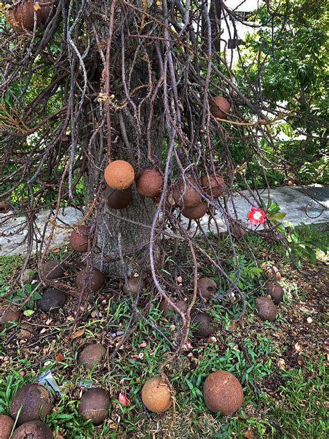 Singapore's cannonball tree fruit seized in china: Fruits of the Cannonball Tree (Couroupita guianensis) | Flickr
