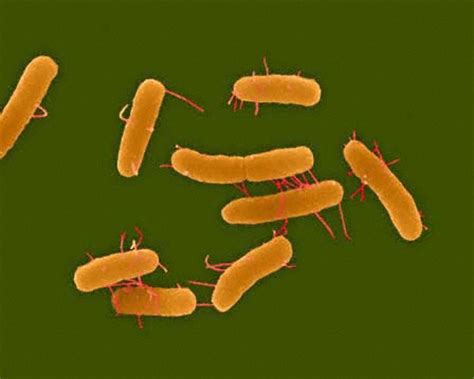 Volker brinkmann, max plank institute for infection biology, berlin. Micro-découvertes en ligne - Ces microbes qui infectent ...