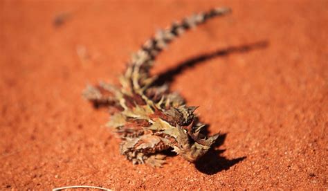Outback Australia Survival Stories