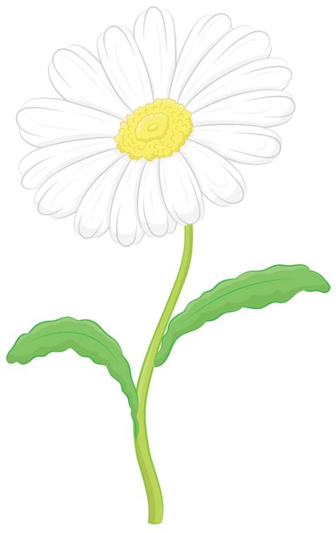 How To Draw A Daisy Step By Step Clipart Best Clipart Best