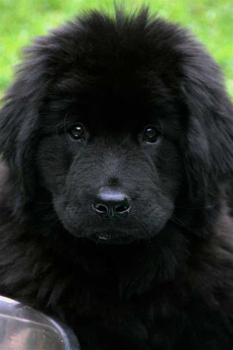 Cute Newfoundland Pictures Newfie Dog Photo Gallery