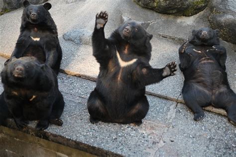 The Bear Essentials Your Ultimate Guide To Bears In Japan