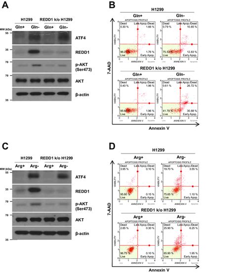 crispr cas9 mediated knockout of redd1 suppresses akt activation and download scientific