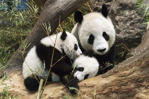 Youre Gonna Want To Squeeze These Fluffy Panda Twins From The Vienna