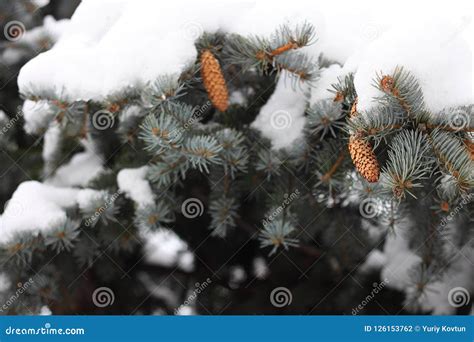 Snow Covered Pine Tree Cones Winter Season Stock Photo Image Of