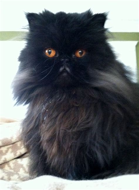 The very best qualified homes, the cats health, happiness and comfort are the top priority. Seattle Persian and Himalayan Rescue : Biological Science ...