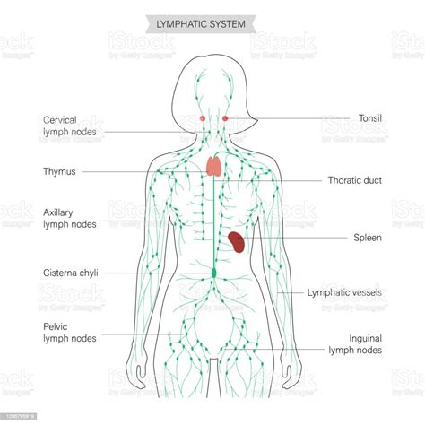 Lymphaticsystem Stock Illustration Download Image Now Istock