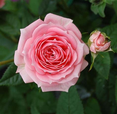 Le rose sono i fiori. Pianta con fiori rosa - Fiori delle piante - Pianta dai ...