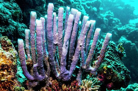 Tube Sponge On A Reef Photograph By Georgette Douwma Fine Art America
