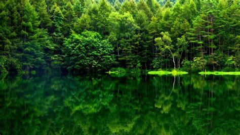 Autumn Green Leafed Trees Forest Reflection On River Hd Green Aesthetic