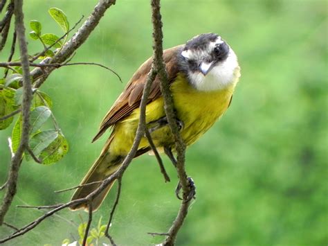 Listen and download to an exclusive collection of bem te vi ringtones for free to personalize your iphone or android device. Passarinhando - Bem-te-vi - Pitangus sulphuratus