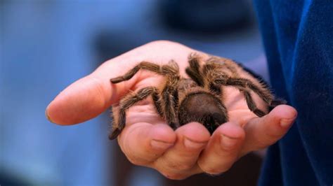 Have you wondered how to keep spiders away from your home? The Three Best Kinds of Spiders to Keep as Pets - School ...