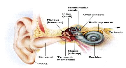 Maybe you would like to learn more about one of these? Sensation and Perception Class Notes