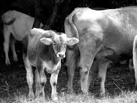 Free Images Grass Black And White Farm Meadow Herd Pasture