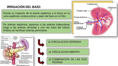 Bazo Bazo Histología Udocz