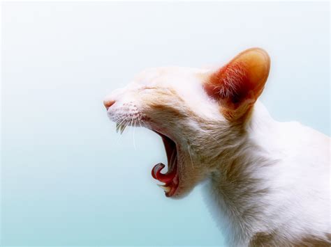 Yawning Cat Wallpapers And Images Wallpapers Pictures Photos