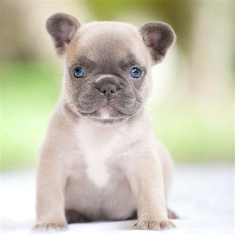 100% quarantee french buldog puppies for sale. View Ad: French Bulldog Puppy for Sale near Florida, FORT ...