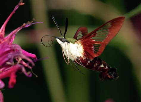 Clearwing Moth Photograph By David Lester Pixels