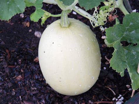 A Guide To Growing And Harvesting Spaghetti Squash Confidently