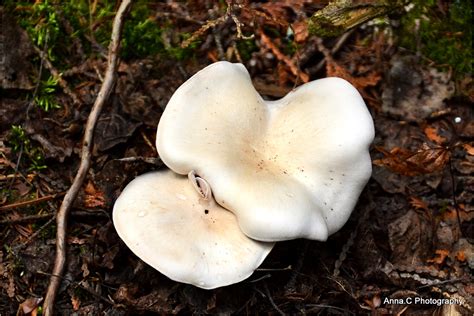 White Mushroom Plant And Nature Photos Wide Open World