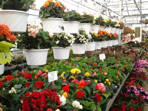 Greenhouse Rohrs Nursery