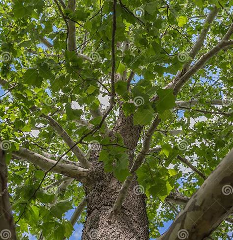 Close Up Of A North American Sycamore Tree Stock Photo Image Of Close