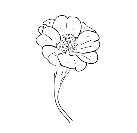 Ilustracja Wektorowa Kwiat Na Białym Tle Aksamitka W Czarno białych