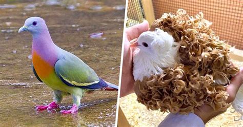 22 des plus belles espèces de pigeons du monde