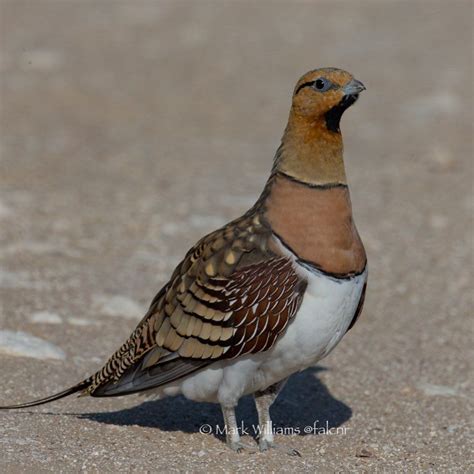 Male Pin Tailed Sand Grouse In All His Glory These Birds Are