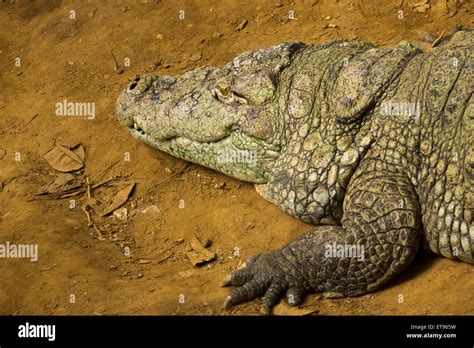 Nose Face Head Crocodile And Alligator Stock Photo Alamy