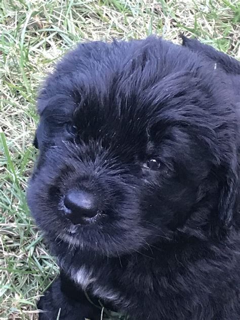 Ukc registered female newfoundland puppy ready for her new home! Tank - Male AKC Newfoundlands for sale in Davison ...