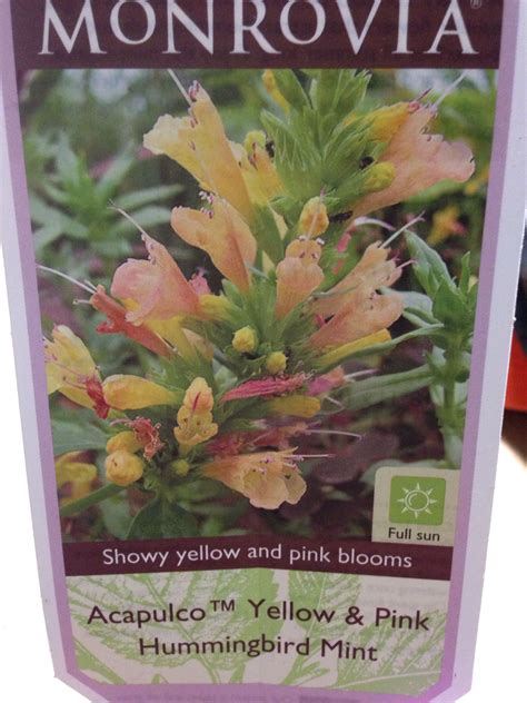 Also referred to as hummingbird mint, these perennials have aromatic foliage and are very attractive to bees, butterflies, hummingbirds and other pollinators. Hummingbird mint | Pretty flowers, Bloom, Mint