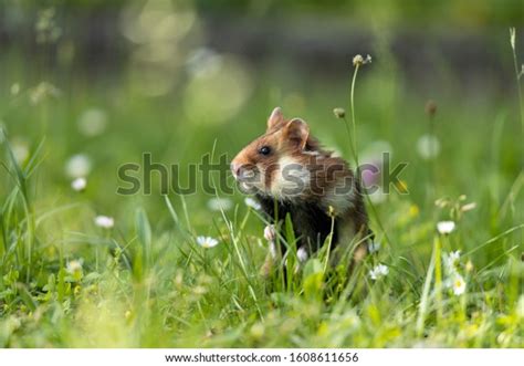 1458 Field Hamster Images Stock Photos And Vectors Shutterstock