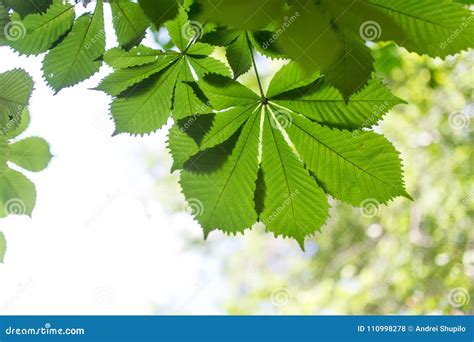 Green Leaves On The Tree In Nature Stock Photo Image Of Beech Branch