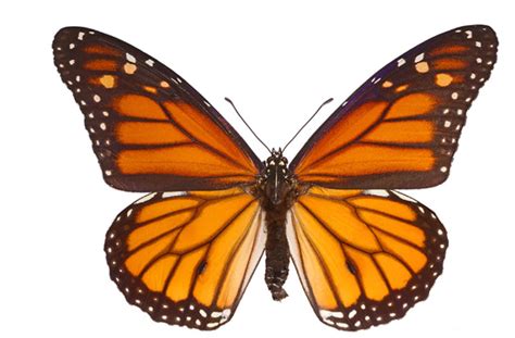 Papillon Monarque Voyage à Travers Le Québec