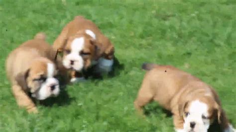 Browse thru our id verified puppy for sale listings to find your perfect puppy in your area. Beabull Puppies For Sale - YouTube