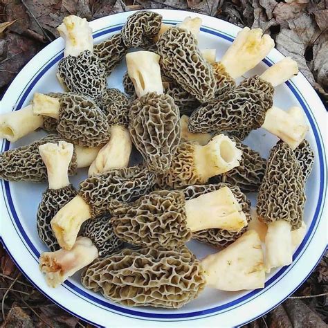 Morel Mushrooms For Sale | Where To Buy Morel Mushroom | Morels